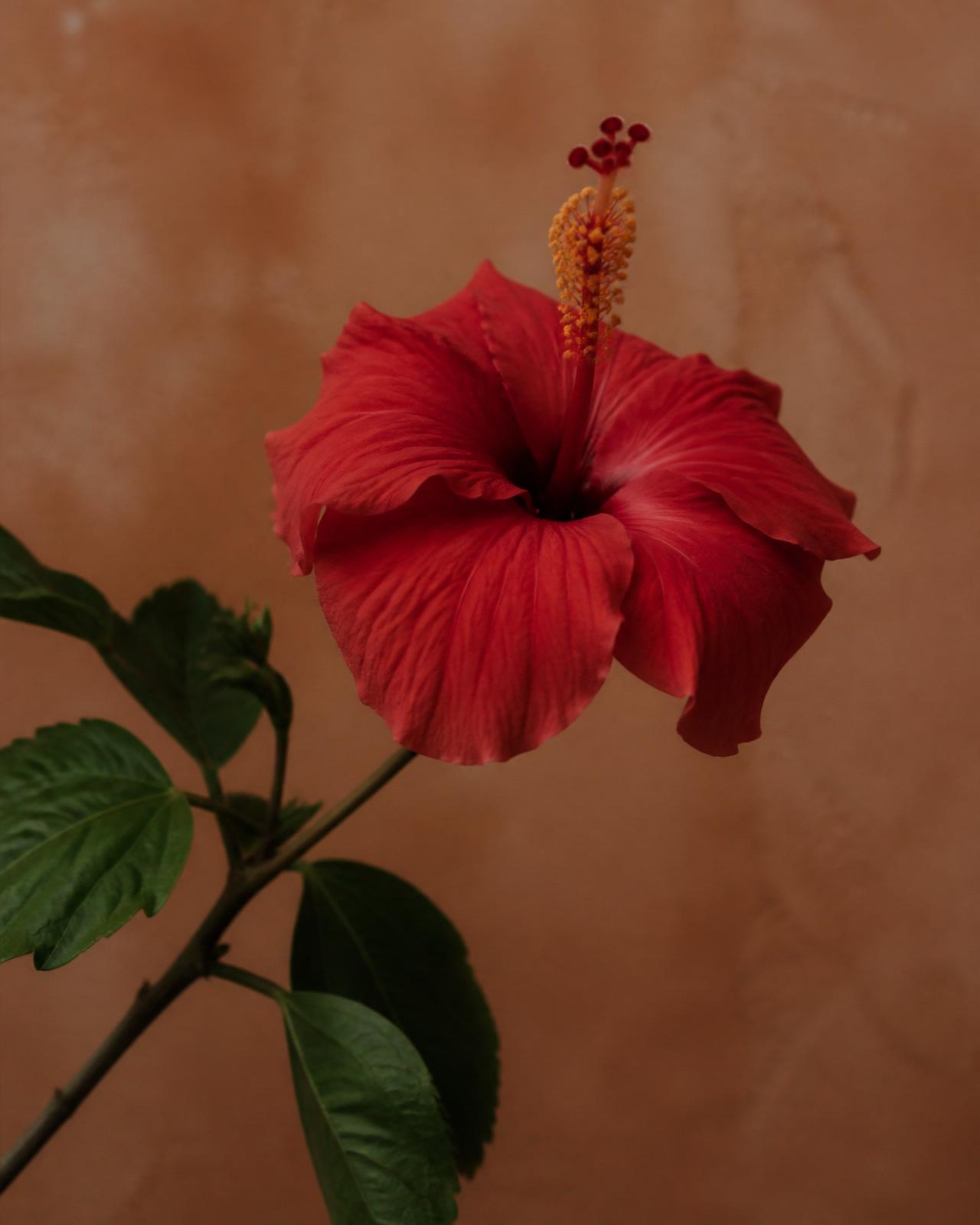 Hibiscus — Caribbean botanical still life