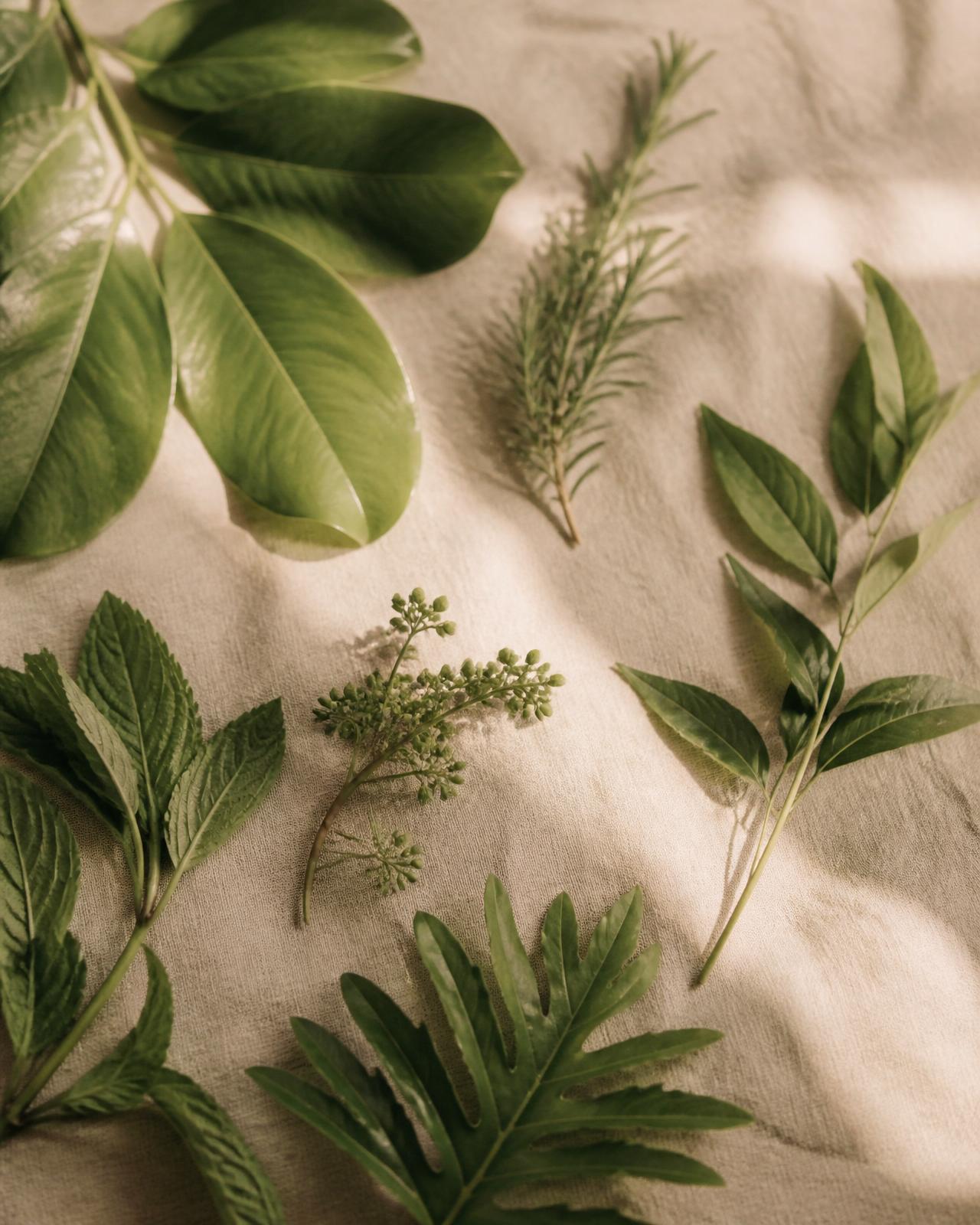 Return to Yourself — Caribbean botanical journey